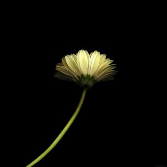 ipad3 Wallpaper
