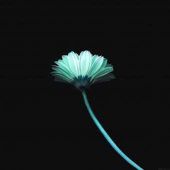 ipad3 Wallpaper