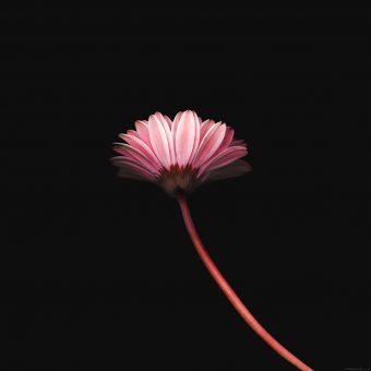 ipad3 Wallpaper