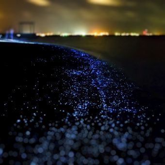 Bio luminescence