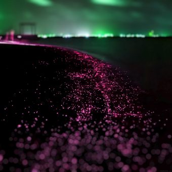 Bio luminescence
